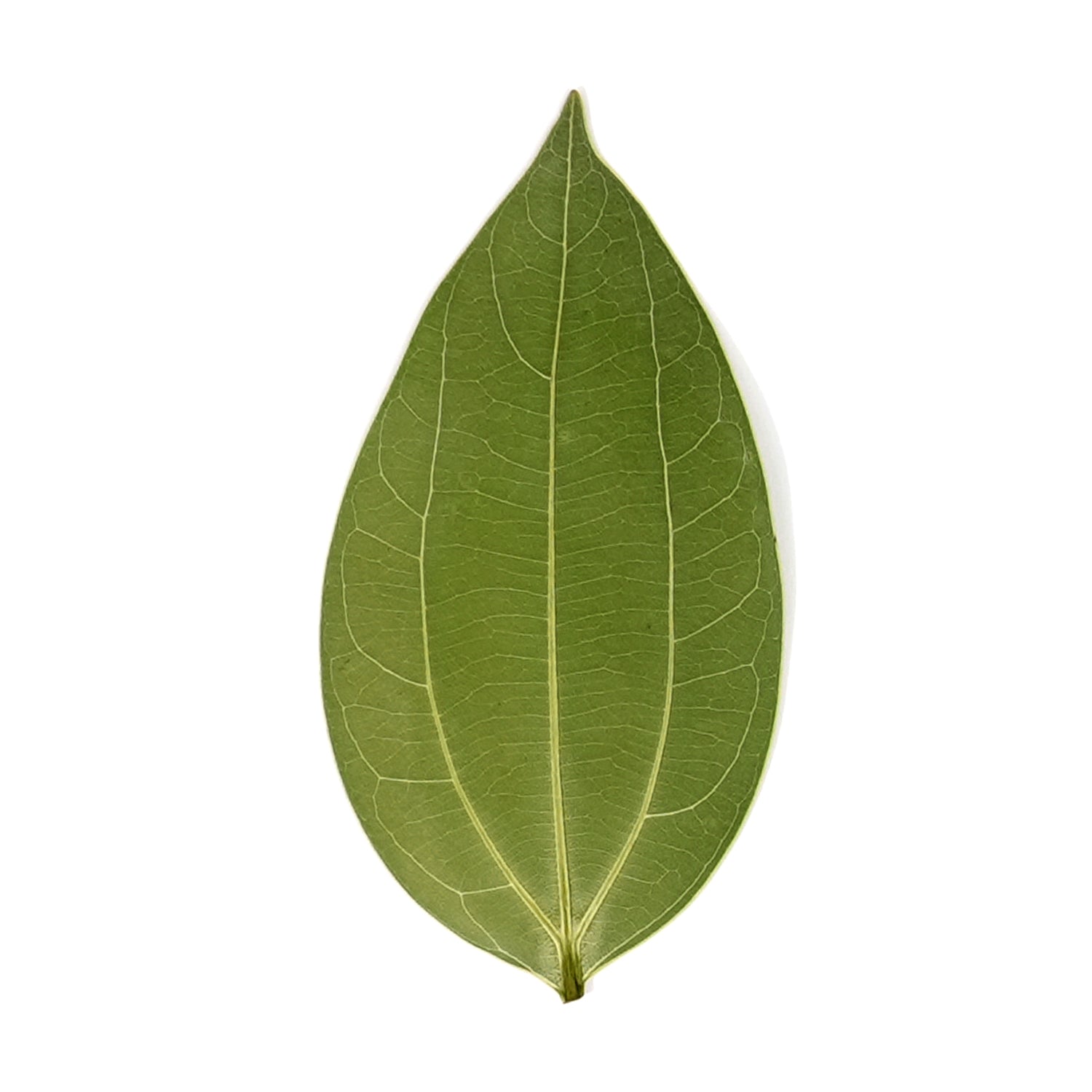 Cinnamon Leaf for Engraving (10pcs) Engraving Materials