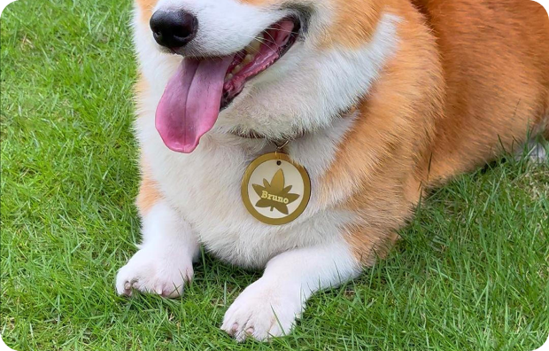 Hund mit personalisierter Metallmarke am Halsband.